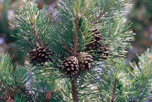 Pinus_sylvestris_branch