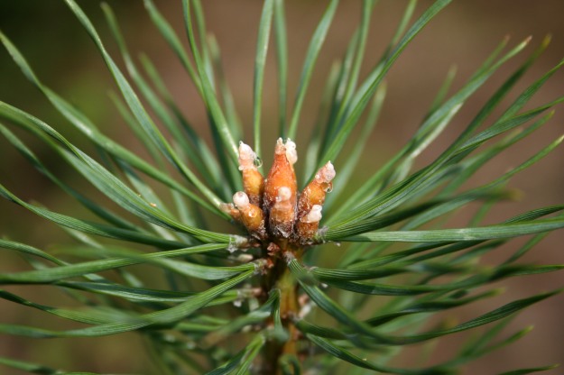 Pinus_sylvestris_stożki_wzrostu_611